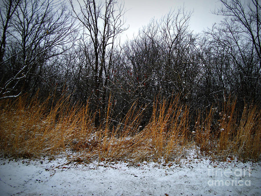 Winter Beauty In The Woods Photograph