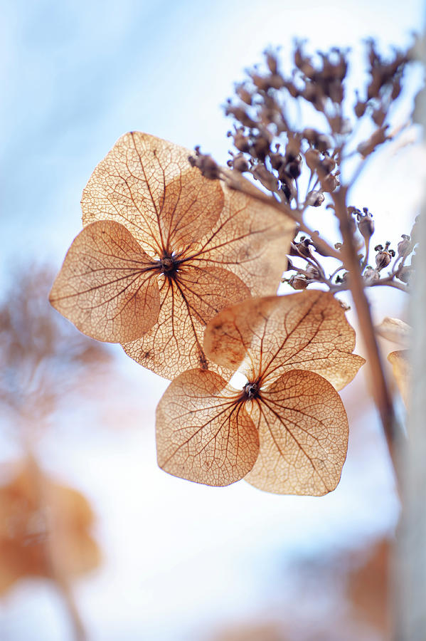 Winter Beauty of Dry Hydrangea Flowers Photograph by Jenny Rainbow