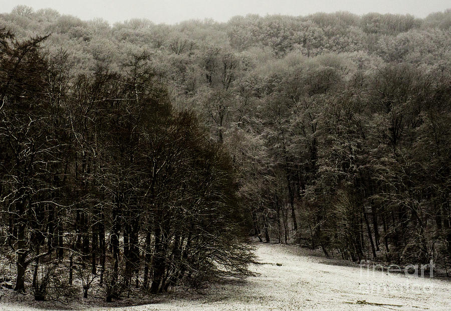 Winter Beech Forest. Photograph