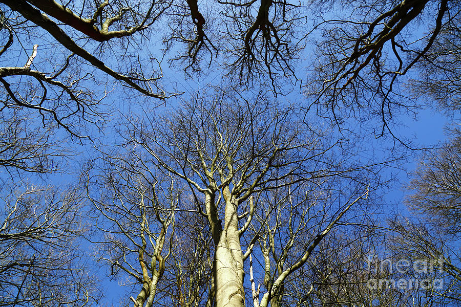 Winter beech trees against a blue sky Photograph by James Brunker