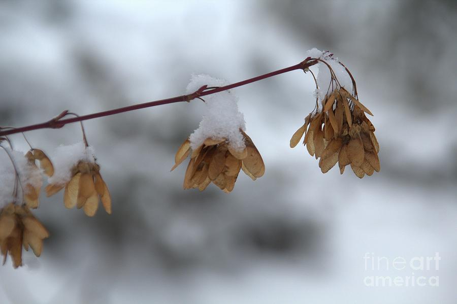 Winter Photograph - Winter Bells by Roland Stanke Winter Photograph - Winter Bells by Roland Stanke