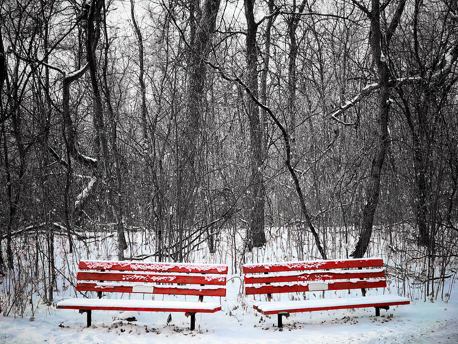Winter Benches Photograph by Bob Mintie