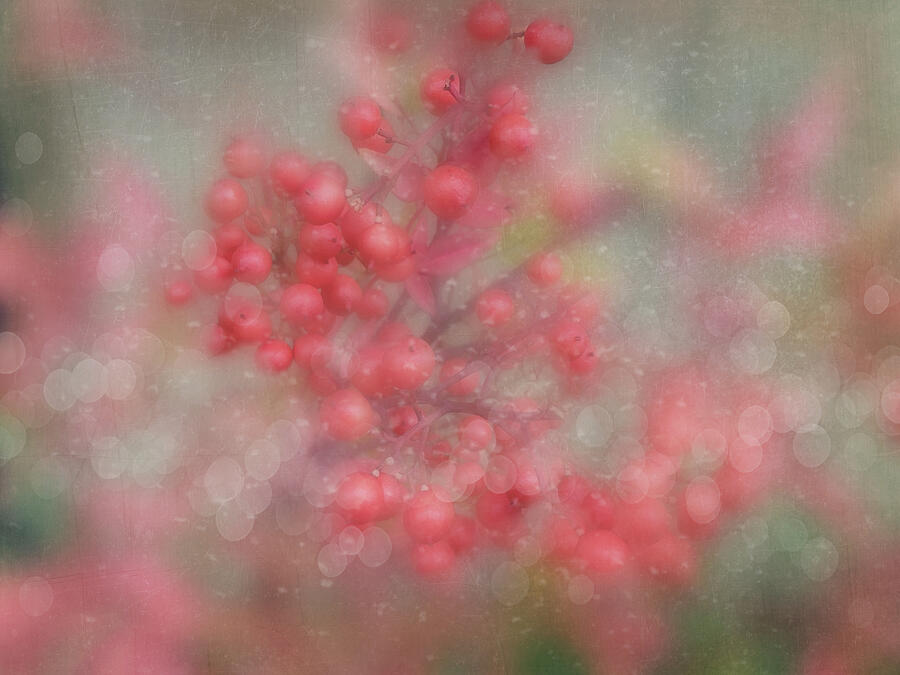 Winter Digital Art - Winter Berries Beauty by Terry Davis
