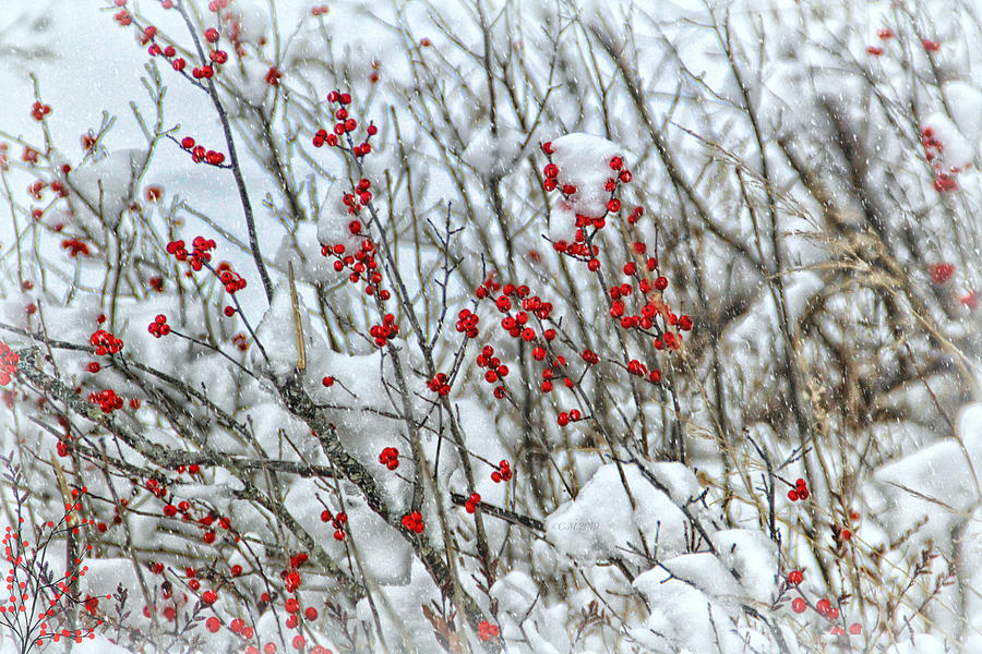 Snow Photograph - Winter Berries by Catherine Melvin