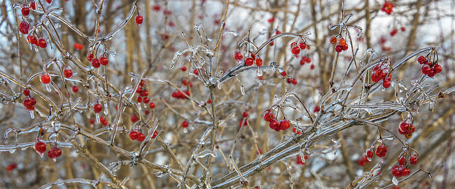 Winter Berries Photograph by White Mountain Images