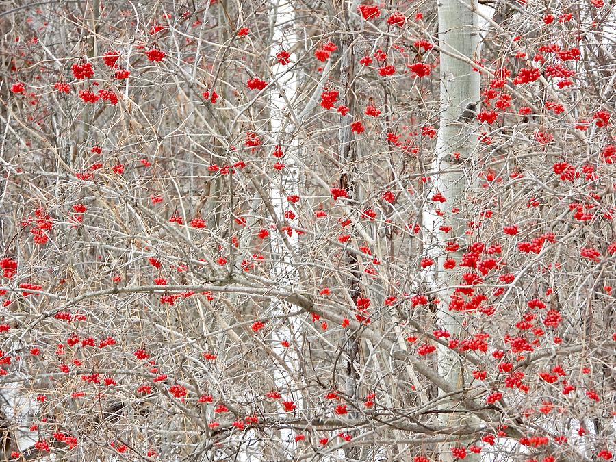 Winter berries DSCN0163 Photograph by Michael Peychich