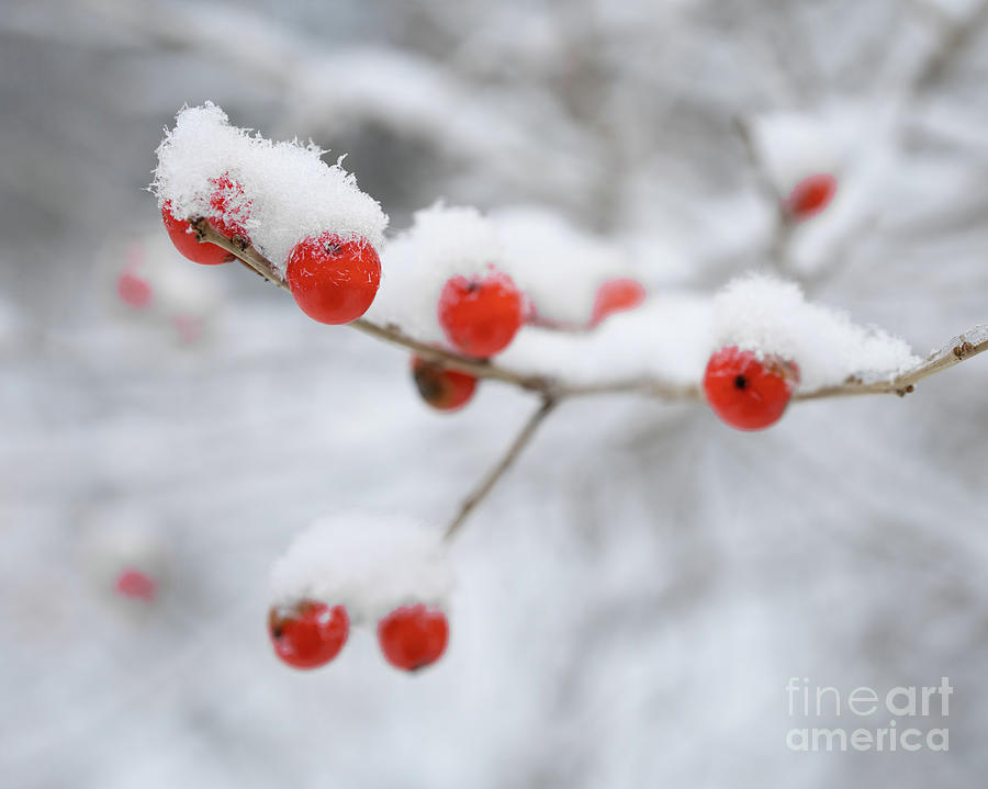 Winter Berries Photograph by Edward Fielding