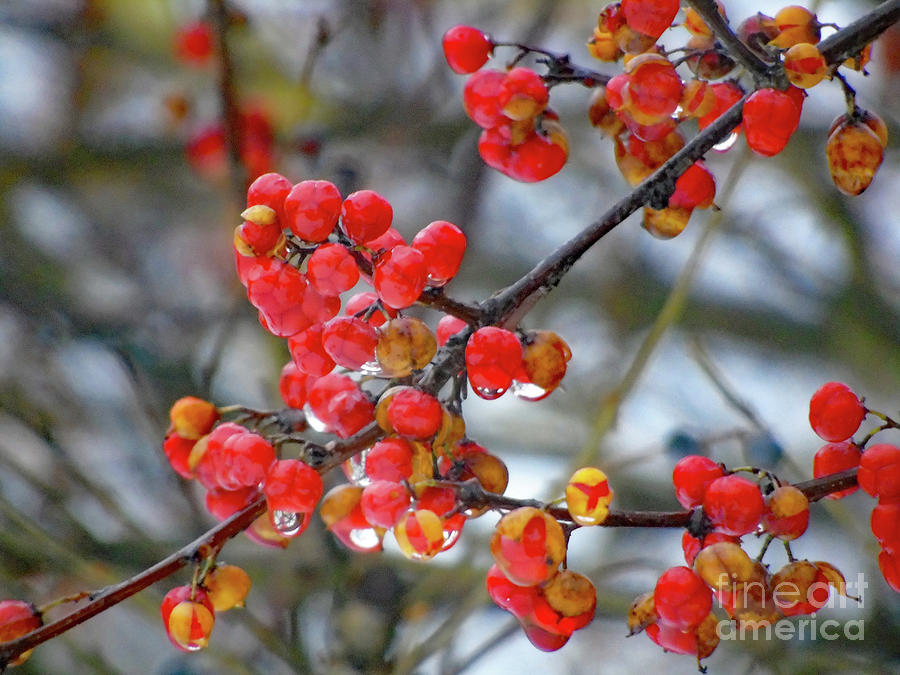 Winter Berries In The Rain Photograph