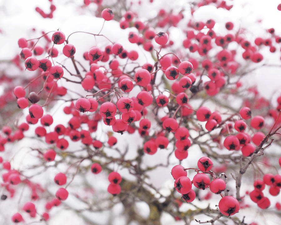 Winter Berries Photograph by Lupen Grainne