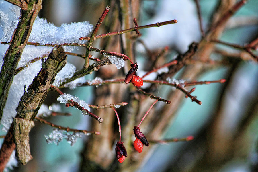 Winter Berries Photograph by Mike Smale