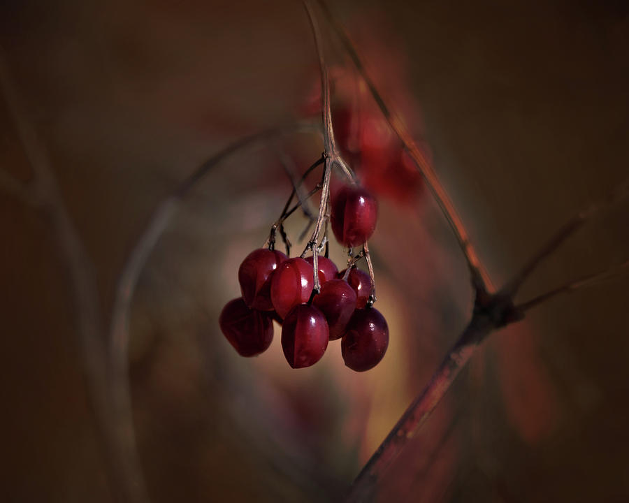 Winter Berries Photograph by Nikolyn McDonald