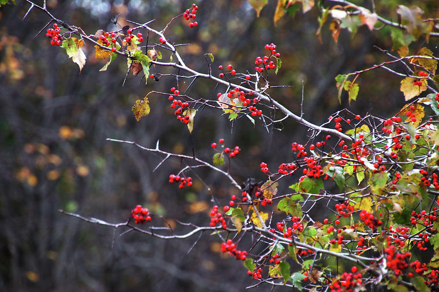 Nature Photograph - Winter Berries by Seth Love