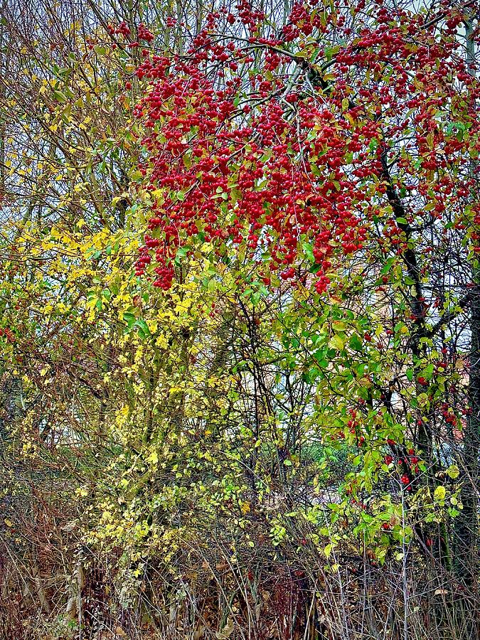 Winter Berry Mosaic Photograph by Gordon James
