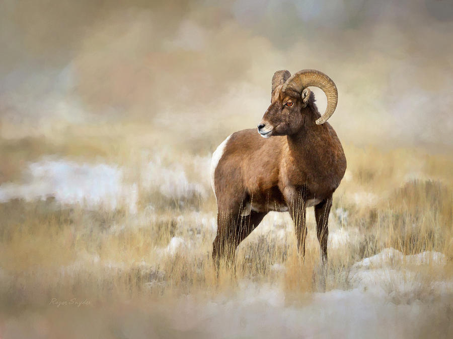 Winter Bighorn Ram 10 Painting by Roger Snyder