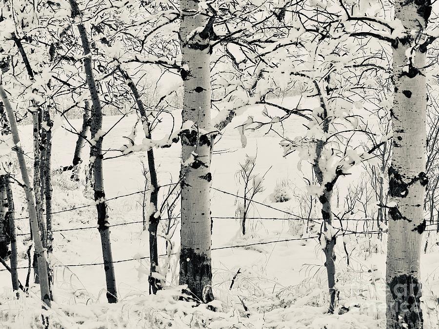 Winter Birch and Barbwire .. BW003 Photograph by Jor Cop Images