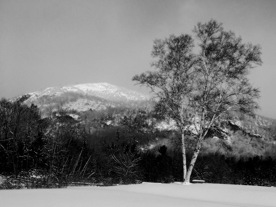 Winter Birch Before Rattlesnake Mountain Photograph by Wayne King