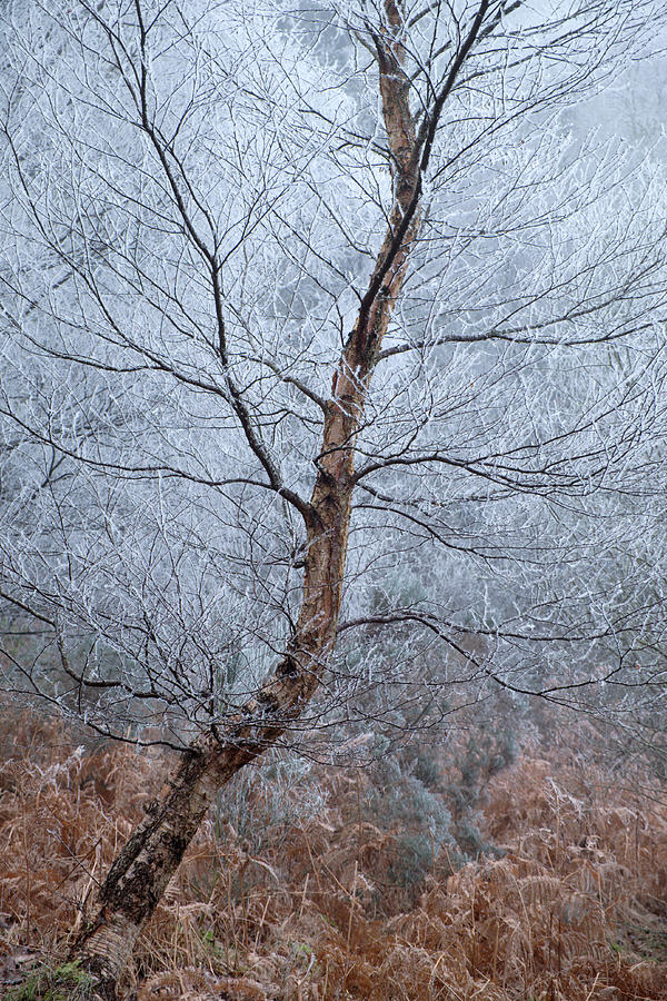 Winter Birch Photograph by Gavin MacRae