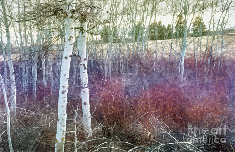 Winter Birch Digital Art by Jean OKeeffe Macro Abundance Art