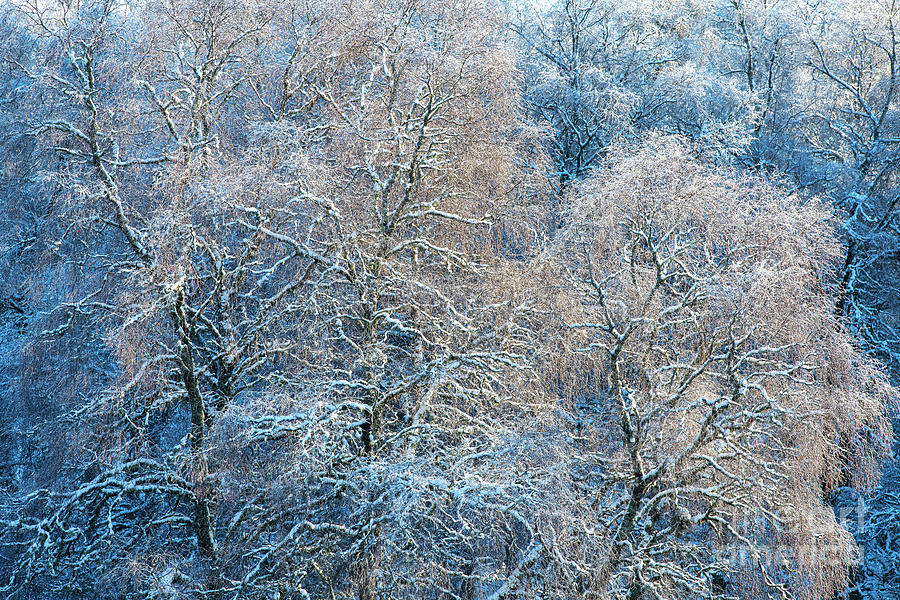Winter Birch Photograph by Tim Gainey