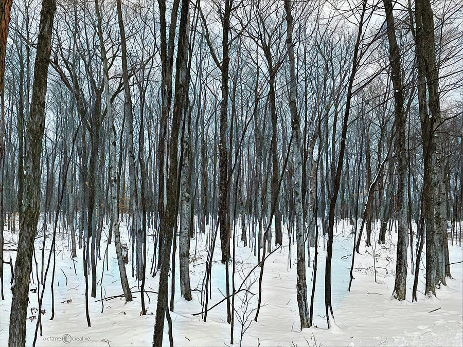 Winter Birch Photograph by Tim Nyberg