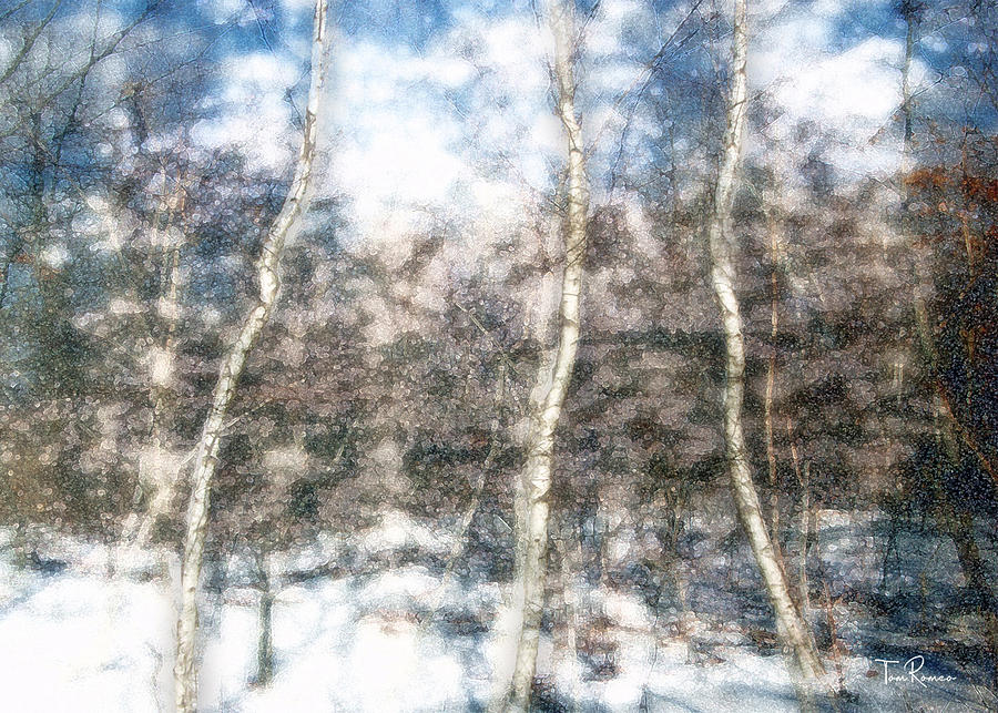 Winter Birch Photograph by Tom Romeo