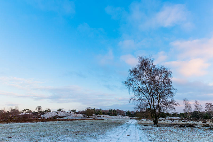 Winter Birch Photograph by William Mevissen