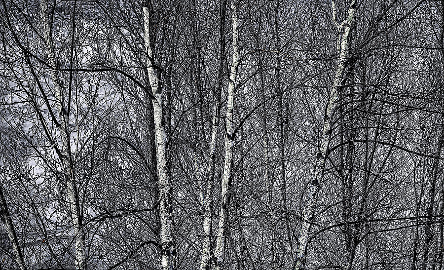 Winter Birches Mosaic Photograph by Marty Saccone