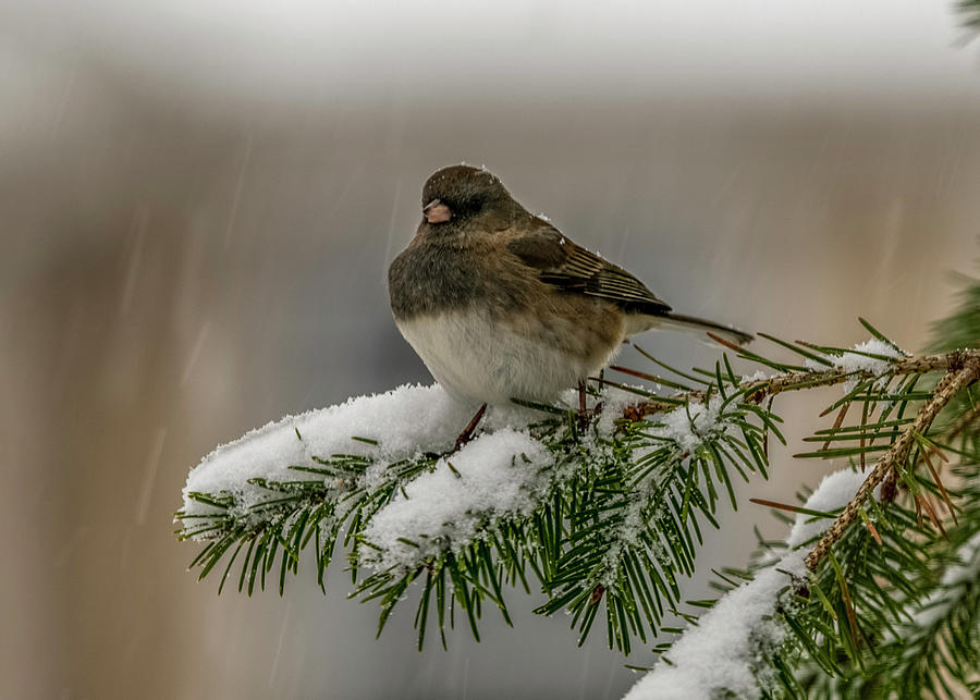 Winter Bird Photograph by Cathy Kovarik