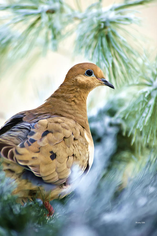 Winter Bird Mourning Dove Mixed Media by Christina Rollo