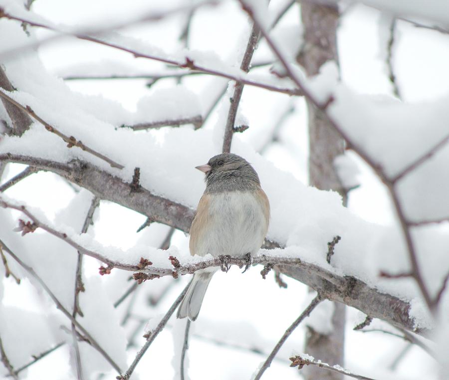 Winter Bird on Snowy Branch Photograph by Joy and Pine Photography ...