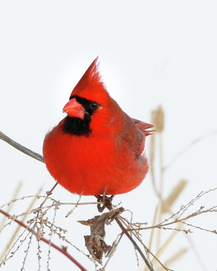 Winter Bird Photograph by Ray Silva