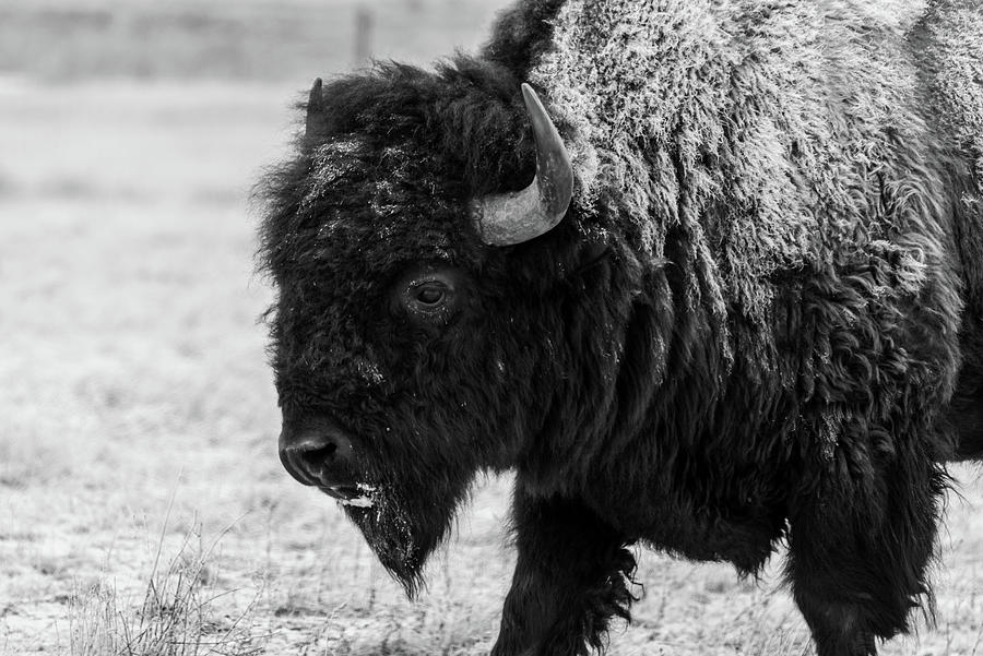 Winter Bison Photograph by Alicia Glassmeyer