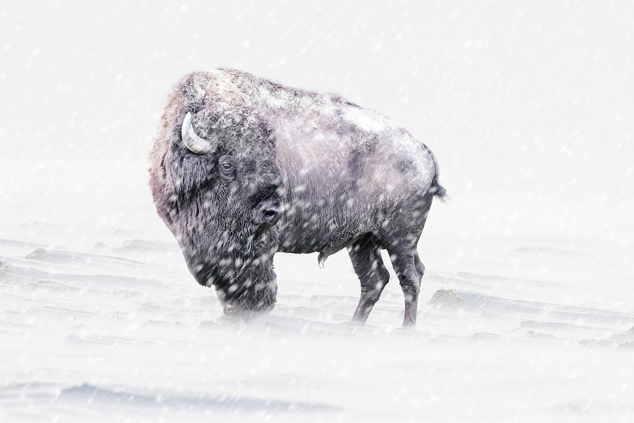 Winter Bison Mixed Media by Ed Taylor