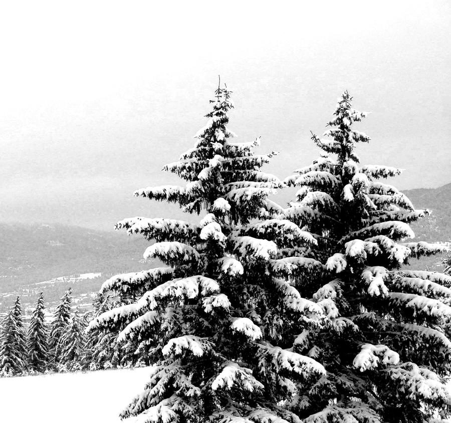 Mountain Photograph - Winter Bliss Calm by Will Borden