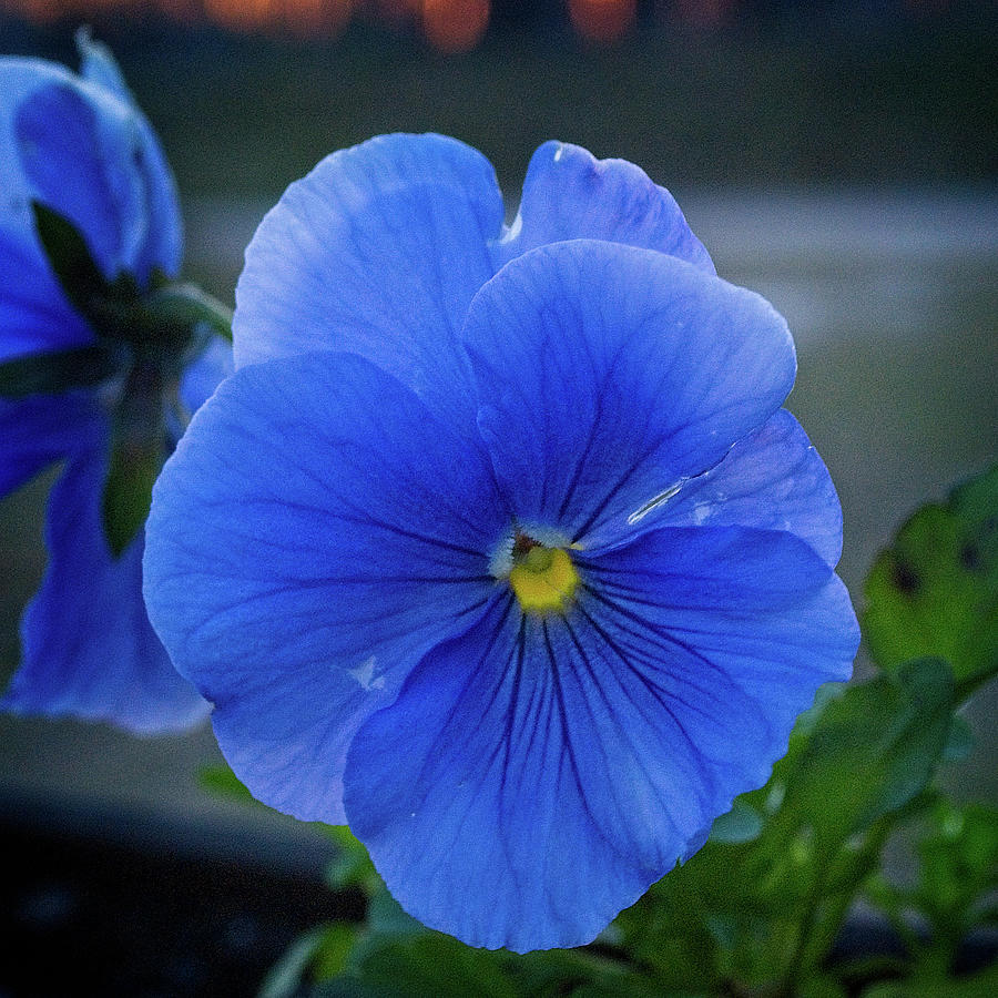 Winter Bloom Photograph by George Taylor