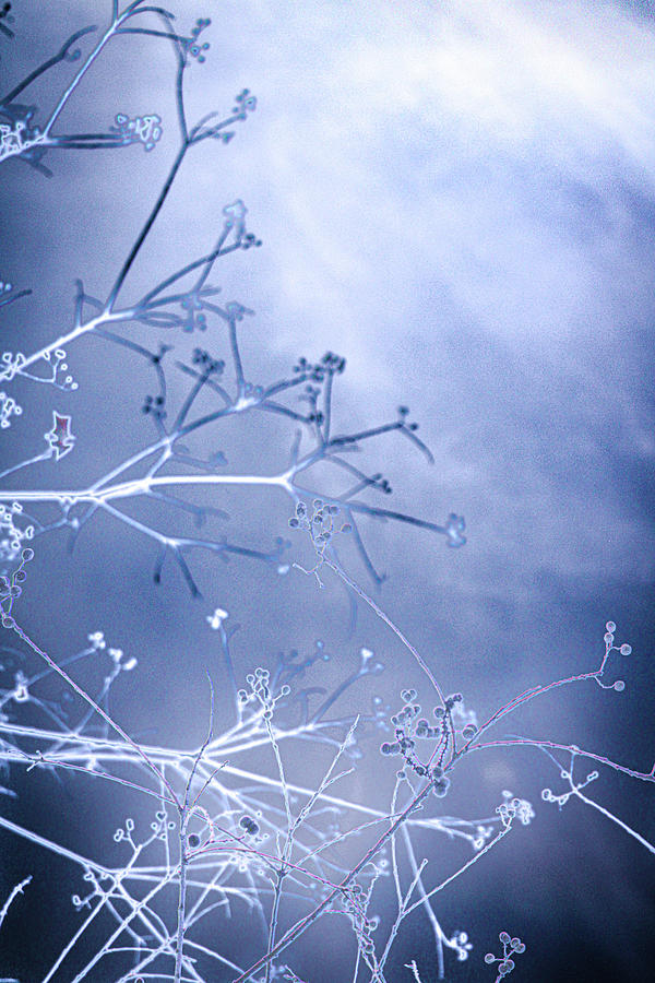 Winter Blue Branches  Photograph by W Craig Photography