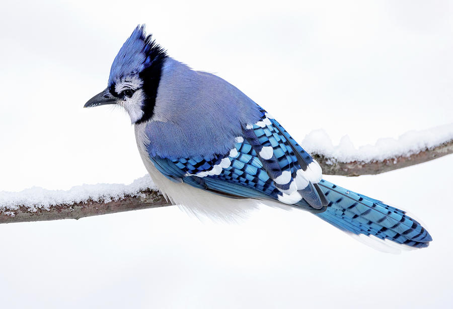 Winter Blue Jay  Photograph by Art Cole