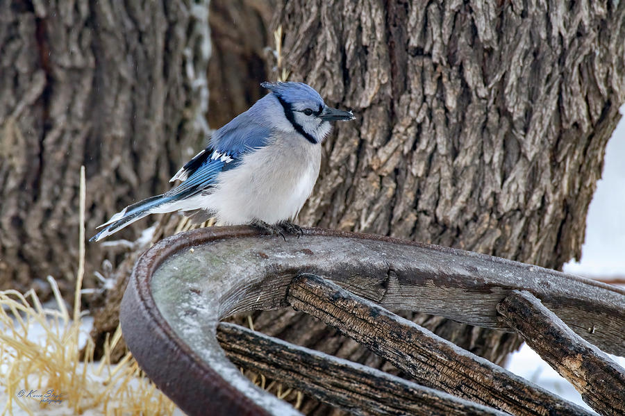Winter Blue Jay Photograph by Karen Slagle