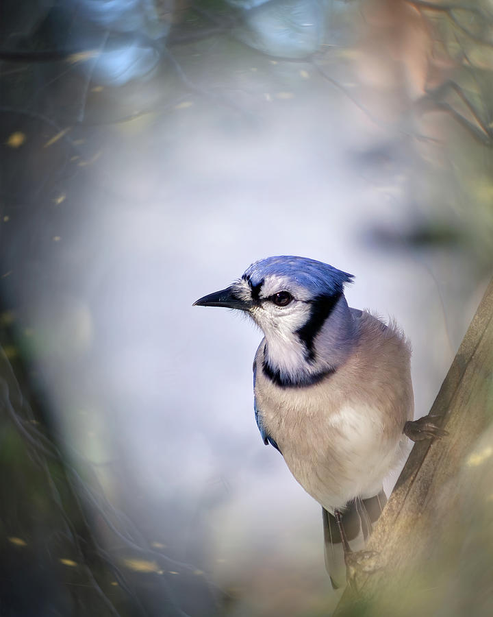 Winter Blue Jay Photograph by Laura Vilandre