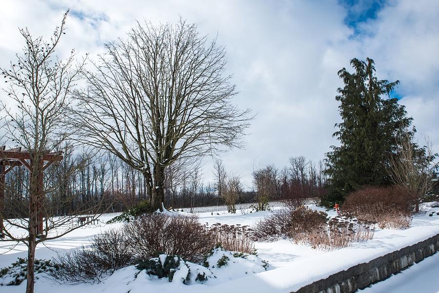 Winter Blue Sky Peeking Photograph by Tom Cochran