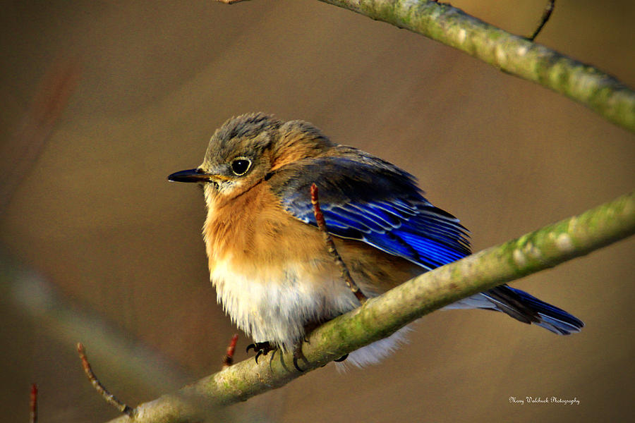 Winter Bluebird Photograph by Mary Walchuck