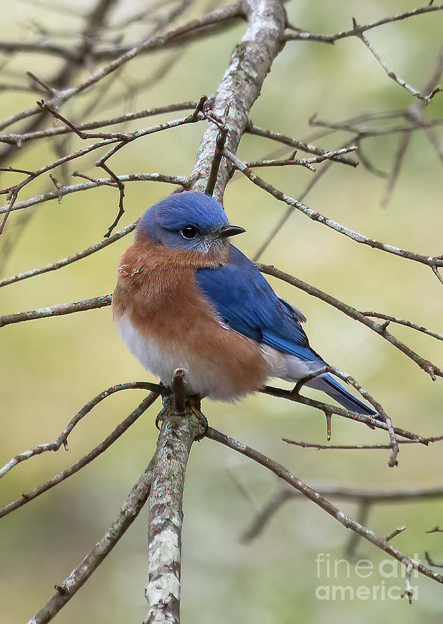 Winter Bluebird Photograph by Michelle Tinger