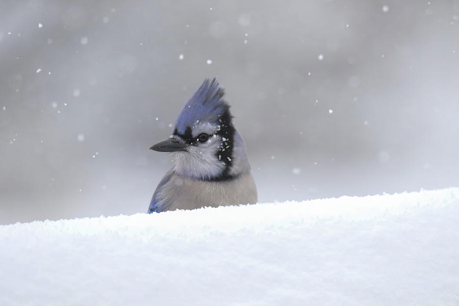 Winter Bluejay Photograph by Brook Burling