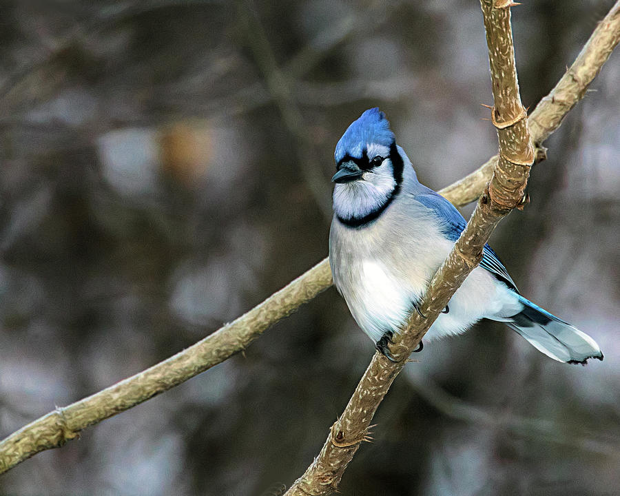 Winter Bluejay Photograph by Jaki Miller