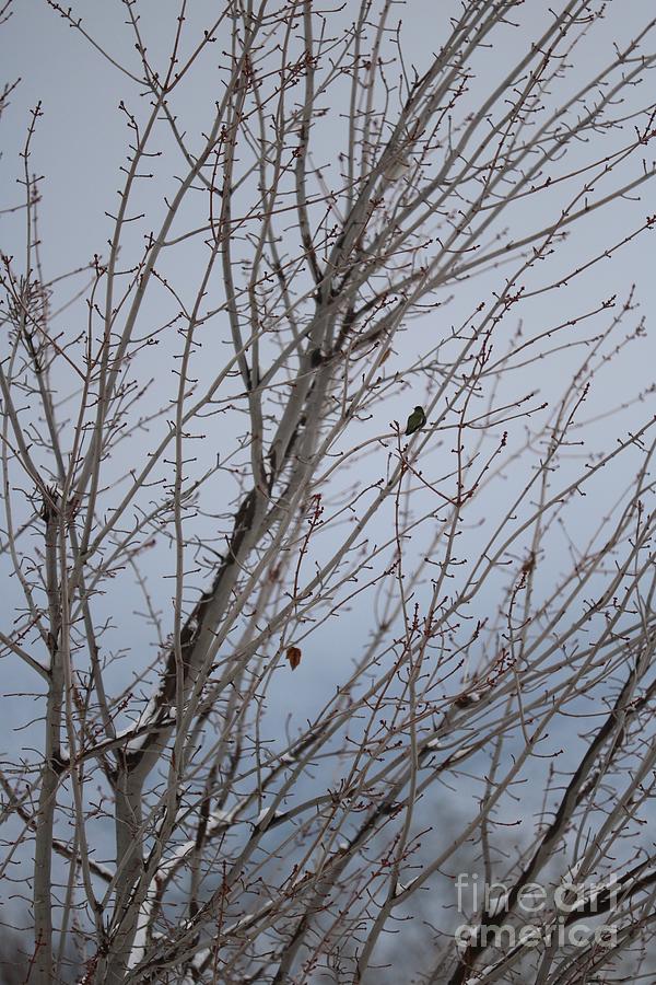 Winter Blues Hummingbird Photograph by Carol Groenen