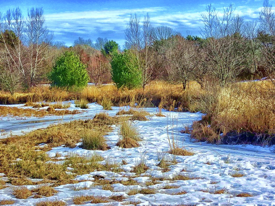 Winter Bog Photograph by Constantine Gregory