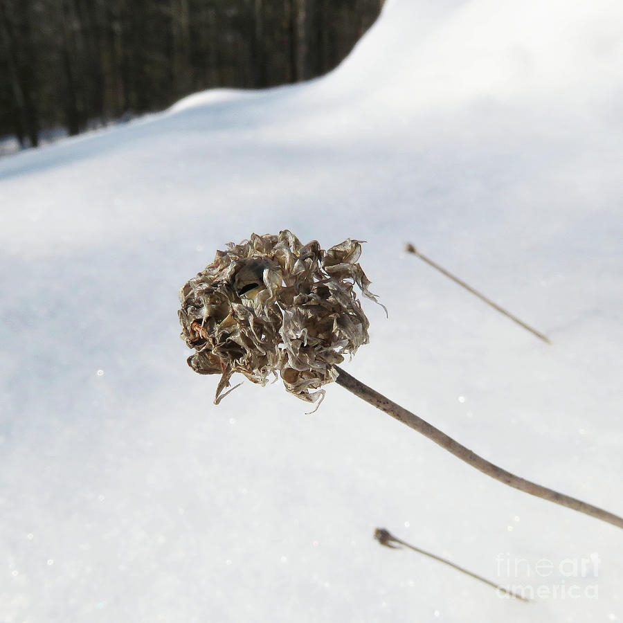 Winter Botanical 12 Photograph by Amy E Fraser