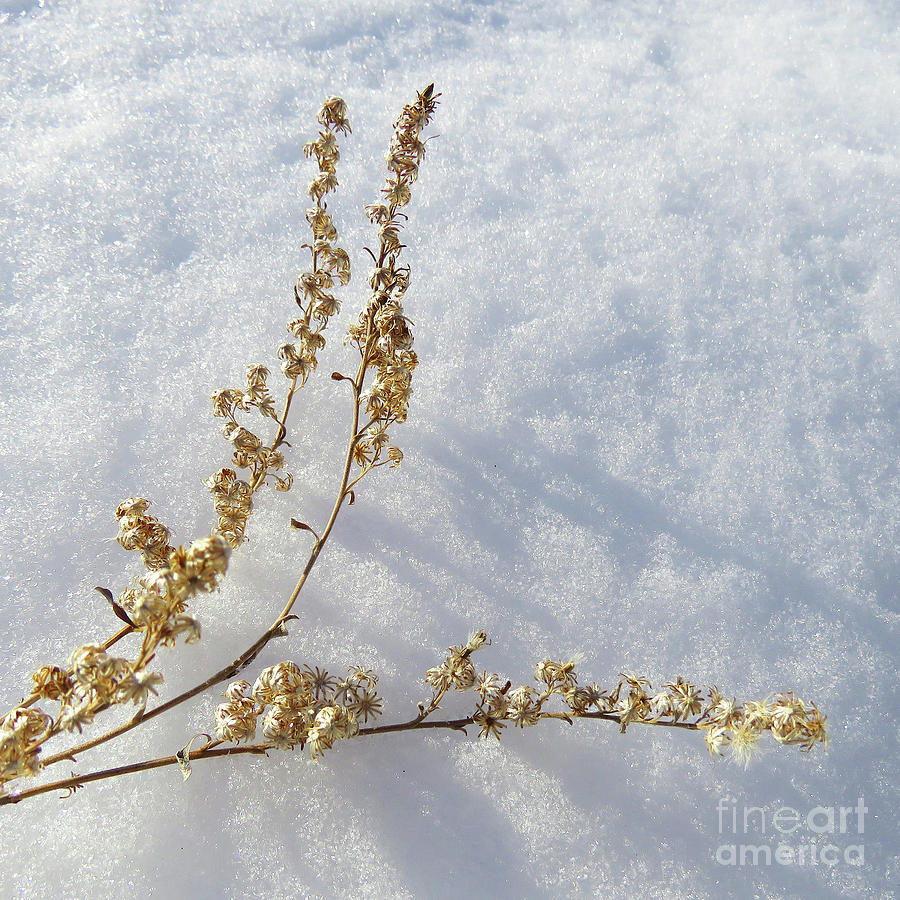 Winter Botanical 13 Photograph by Amy E Fraser