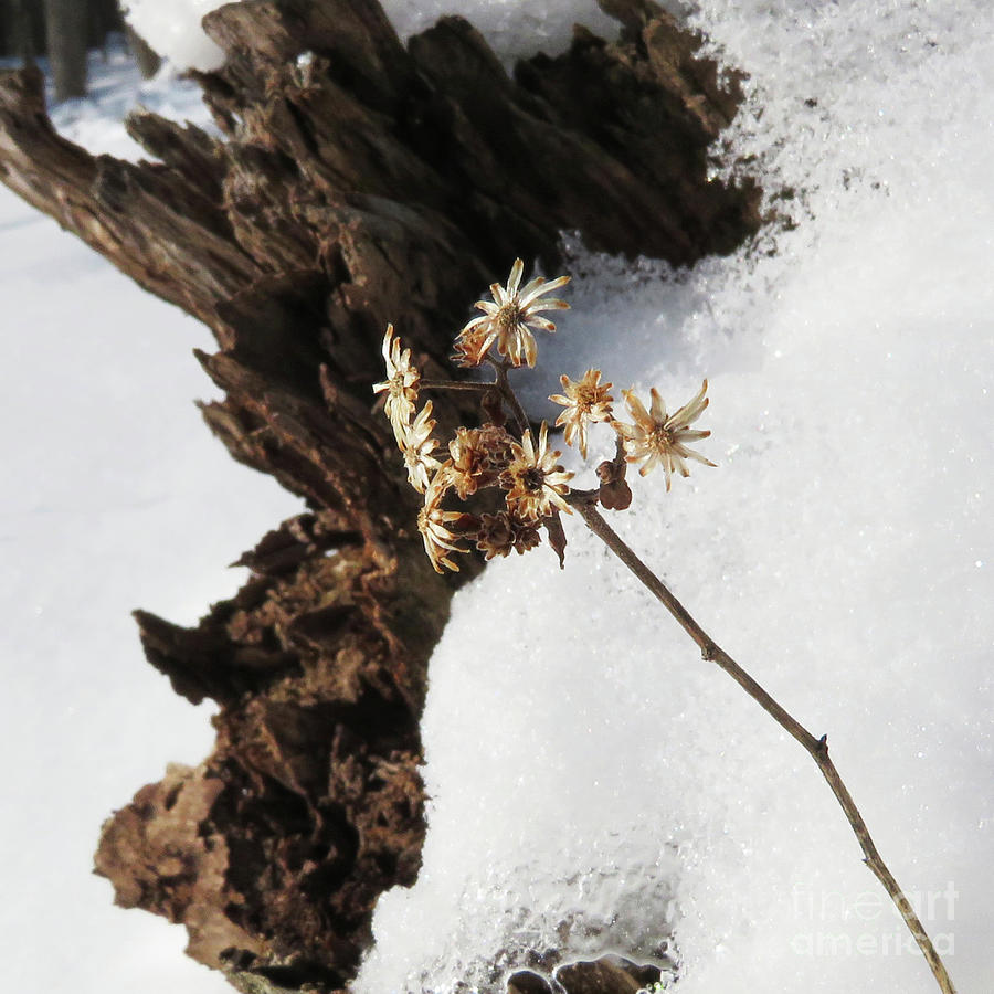 Winter Botanical 14 Photograph by Amy E Fraser