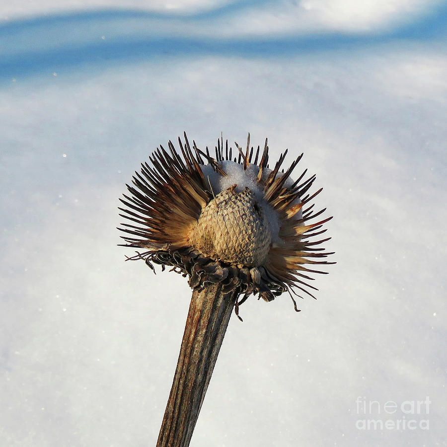 Winter Botanical 15 Photograph by Amy E Fraser